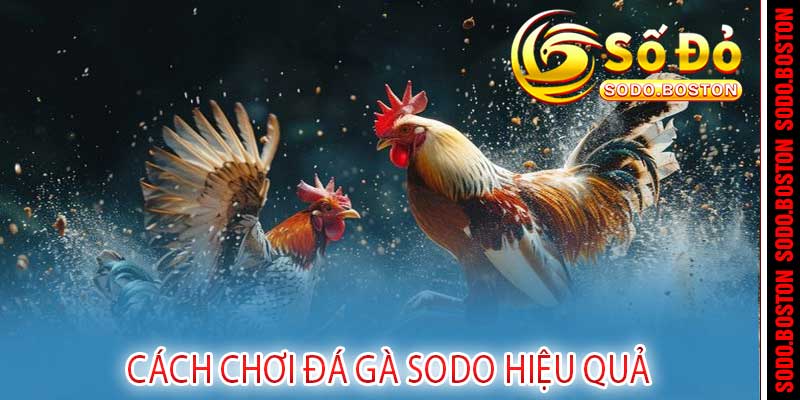 đá gà sodo