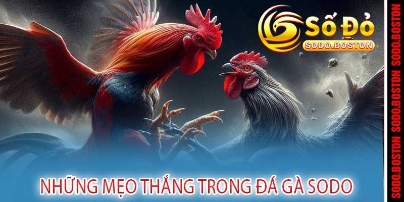 đá gà sodo